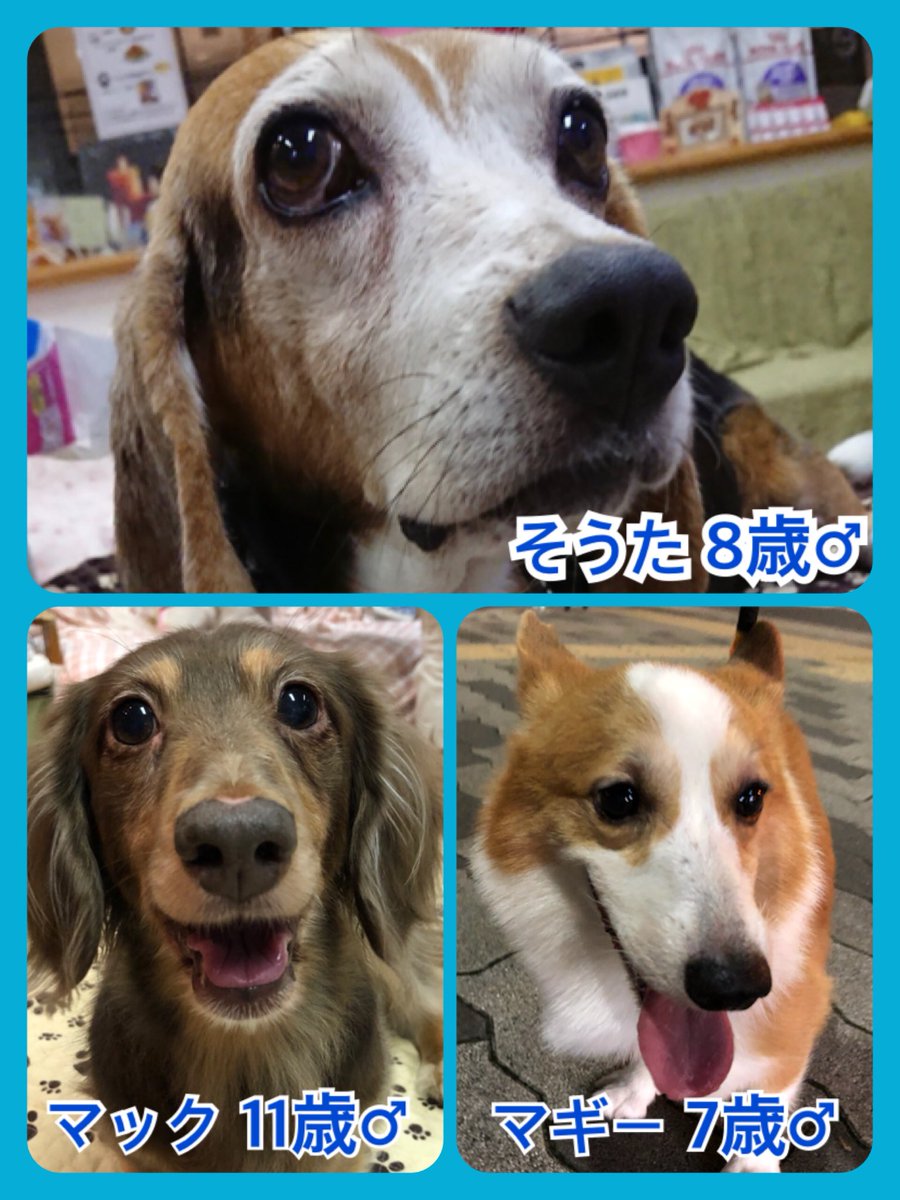 🐾今日の里親様募集中ワンコ🐶メンバーです🐾2018,9,26